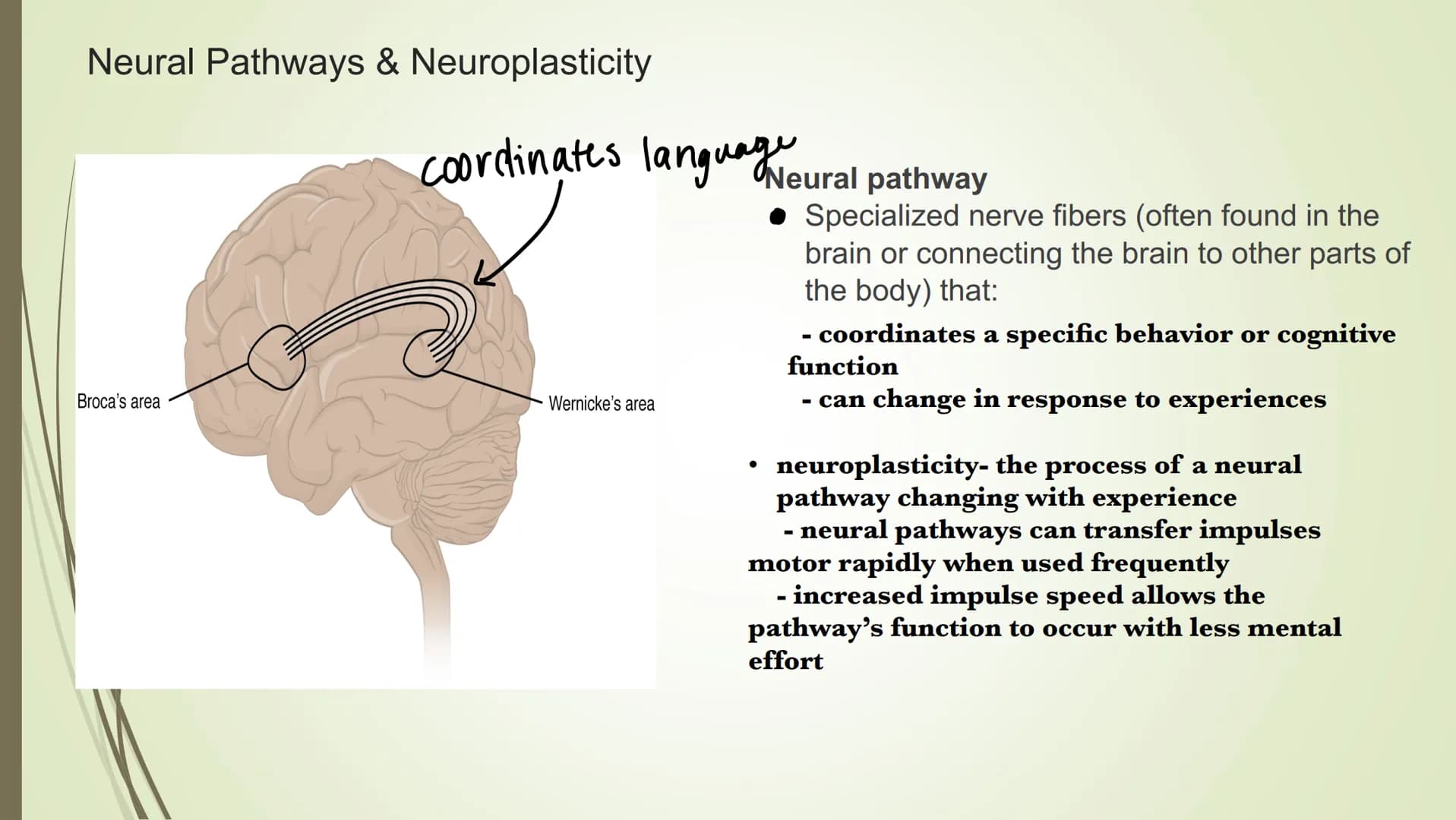 
<p>In psychology, brain lateralization refers to the theory that the cerebral cortex is divided laterally into two halves, known as the lef