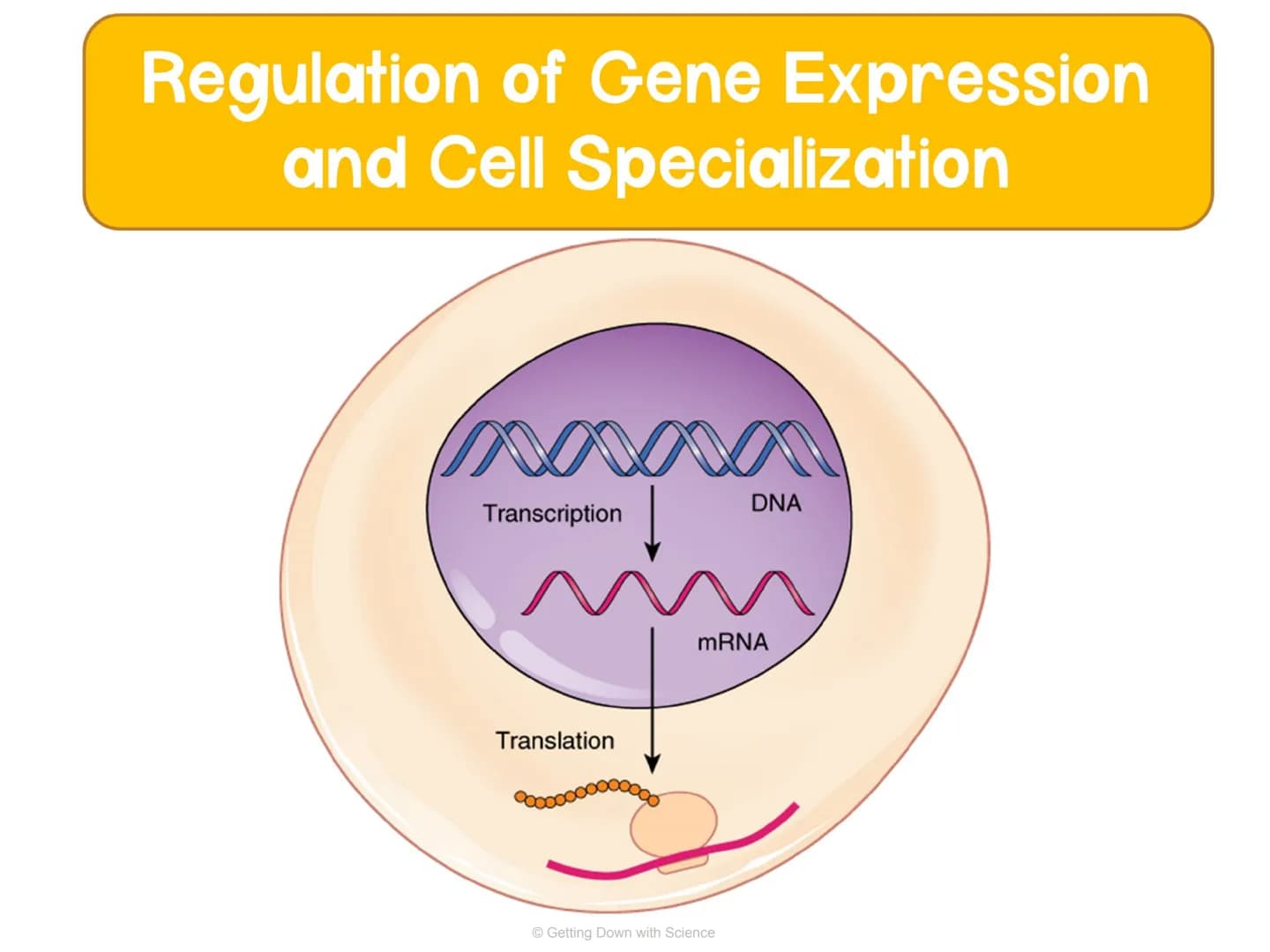 
<p>Regulation of Gene Expression and Cell Specialization<br />
Transcription<br />
Translation<br />
DNA<br />
mRNA<br />
Getting Down with