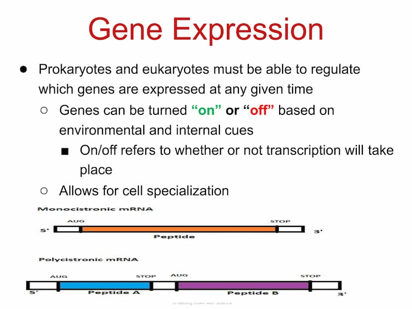 
<p>Regulation of Gene Expression and Cell Specialization<br />
Transcription<br />
Translation<br />
DNA<br />
mRNA<br />
Getting Down with