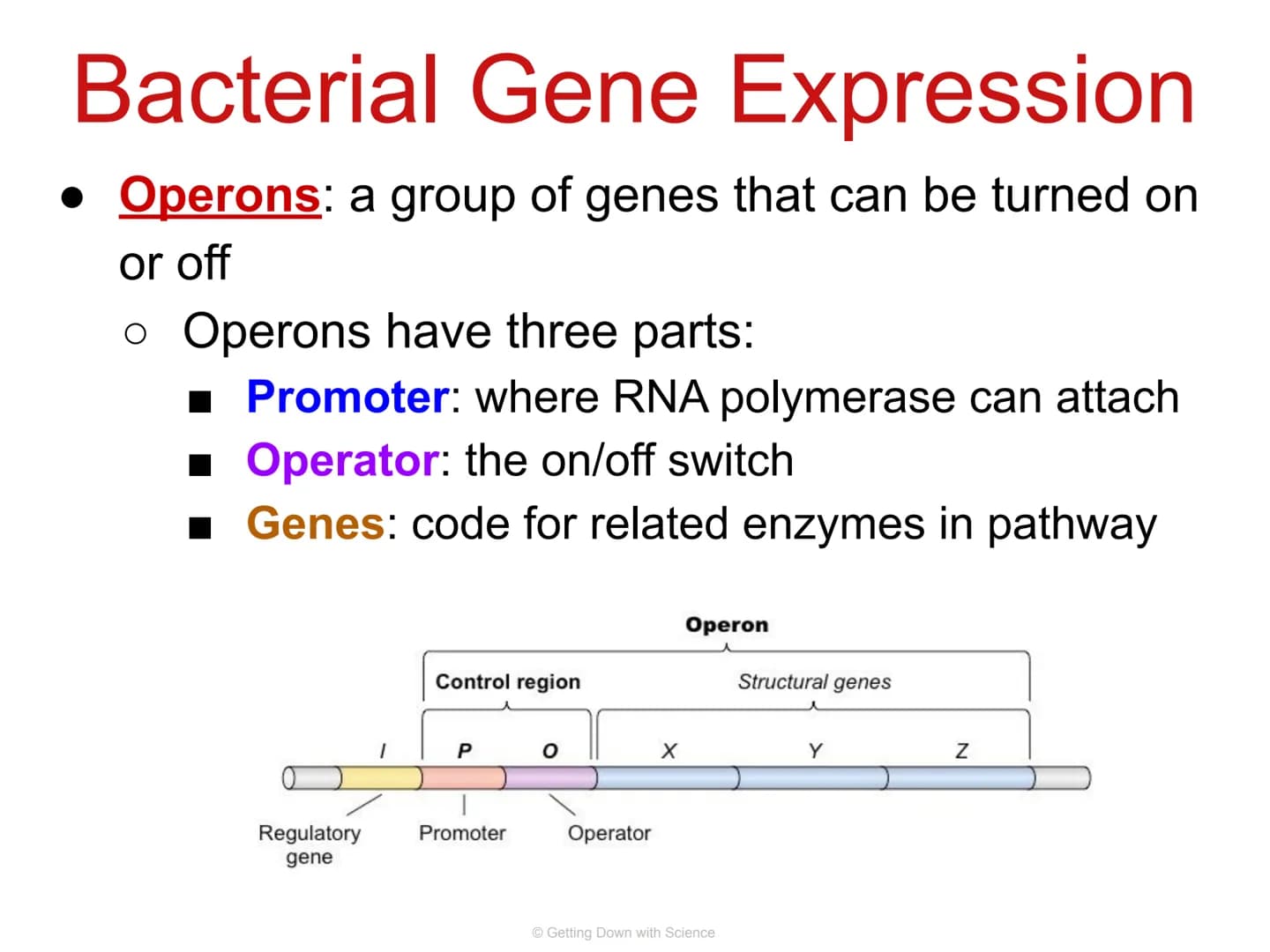
<p>Regulation of Gene Expression and Cell Specialization<br />
Transcription<br />
Translation<br />
DNA<br />
mRNA<br />
Getting Down with