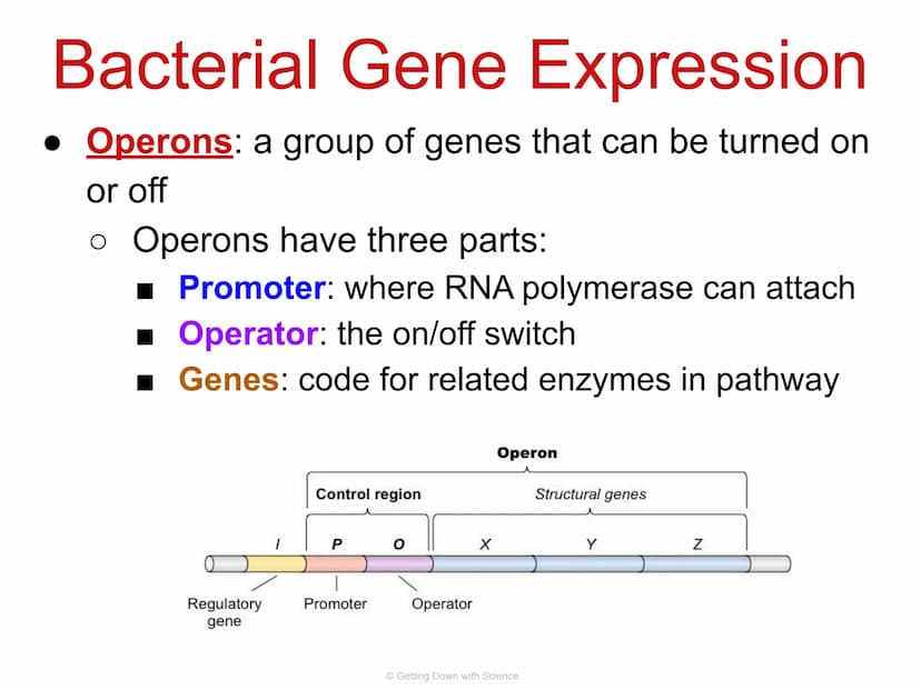 
<p>Regulation of Gene Expression and Cell Specialization<br />
Transcription<br />
Translation<br />
DNA<br />
mRNA<br />
Getting Down with