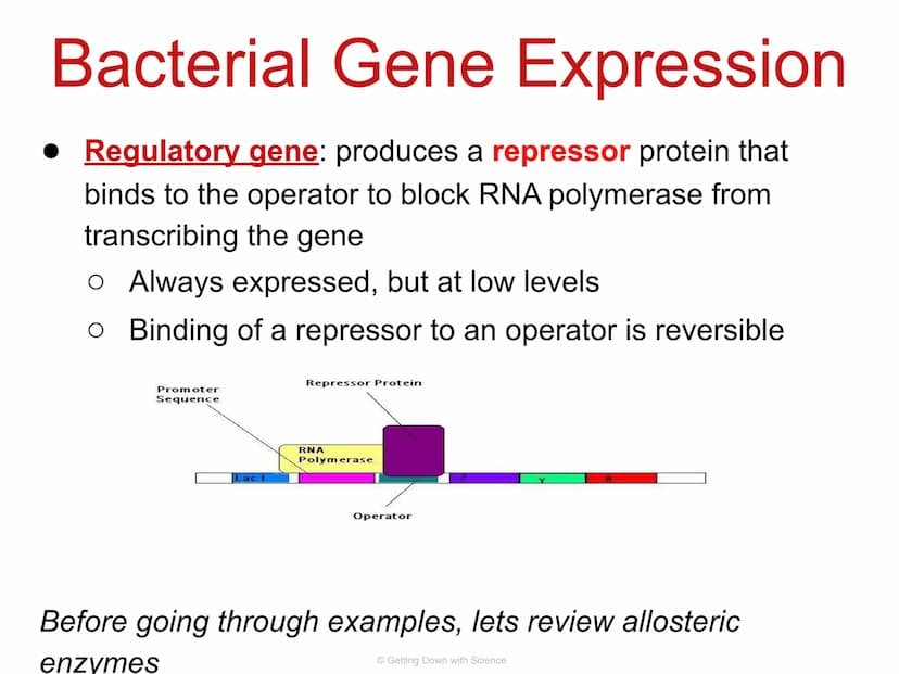 
<p>Regulation of Gene Expression and Cell Specialization<br />
Transcription<br />
Translation<br />
DNA<br />
mRNA<br />
Getting Down with
