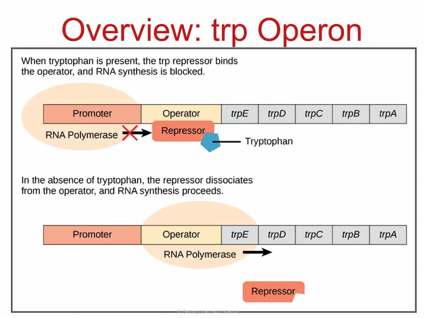 
<p>Regulation of Gene Expression and Cell Specialization<br />
Transcription<br />
Translation<br />
DNA<br />
mRNA<br />
Getting Down with