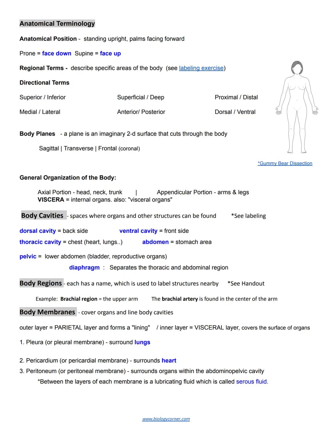 Chapter 1: Introduction to Human Anatomy and Physiology
Essential Question: What happened to Kati Mori at the London Marathon?
Anatomy: stru