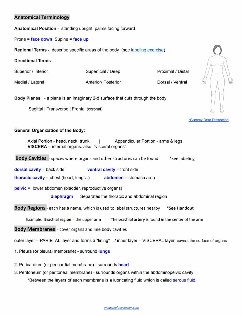 Chapter 1: Introduction to Human Anatomy and Physiology
Essential Question: What happened to Kati Mori at the London Marathon?
Anatomy: stru