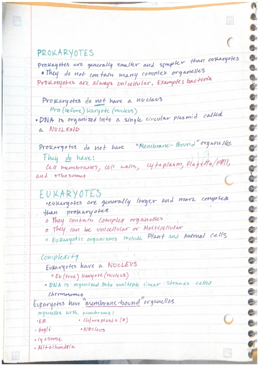 PROKARYOTES
prokayotes are generally smaller and simpler than eukaryotes
• They do not contain many complex organelles
Prokaryotes are alway