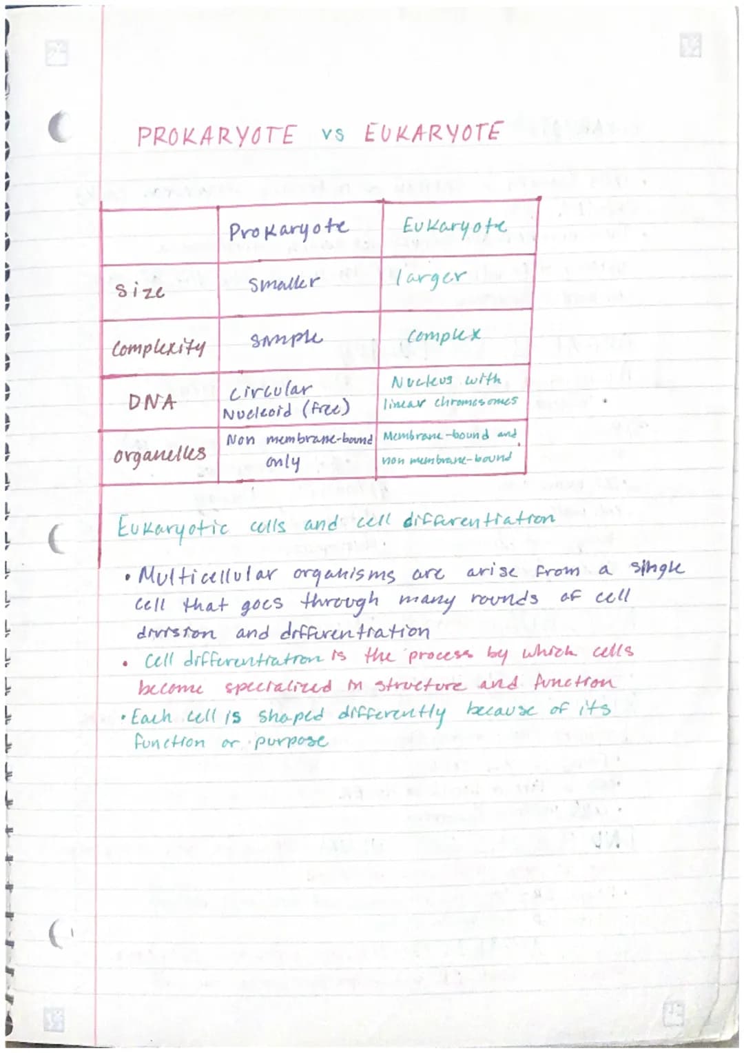 PROKARYOTES
prokayotes are generally smaller and simpler than eukaryotes
• They do not contain many complex organelles
Prokaryotes are alway