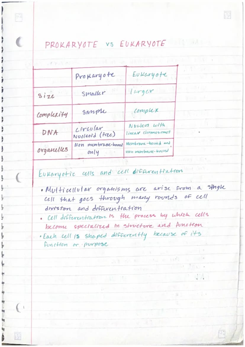 PROKARYOTES
prokayotes are generally smaller and simpler than eukaryotes
• They do not contain many complex organelles
Prokaryotes are alway