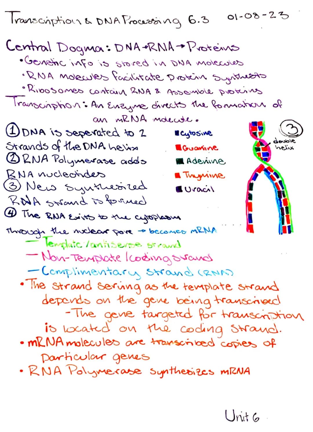 Transcription & DNA Processing 6.3
Central Dogma DNA +RNA Proteins
•Genetic info is stored in DNA molecules
•RNA molecules facilitate protei