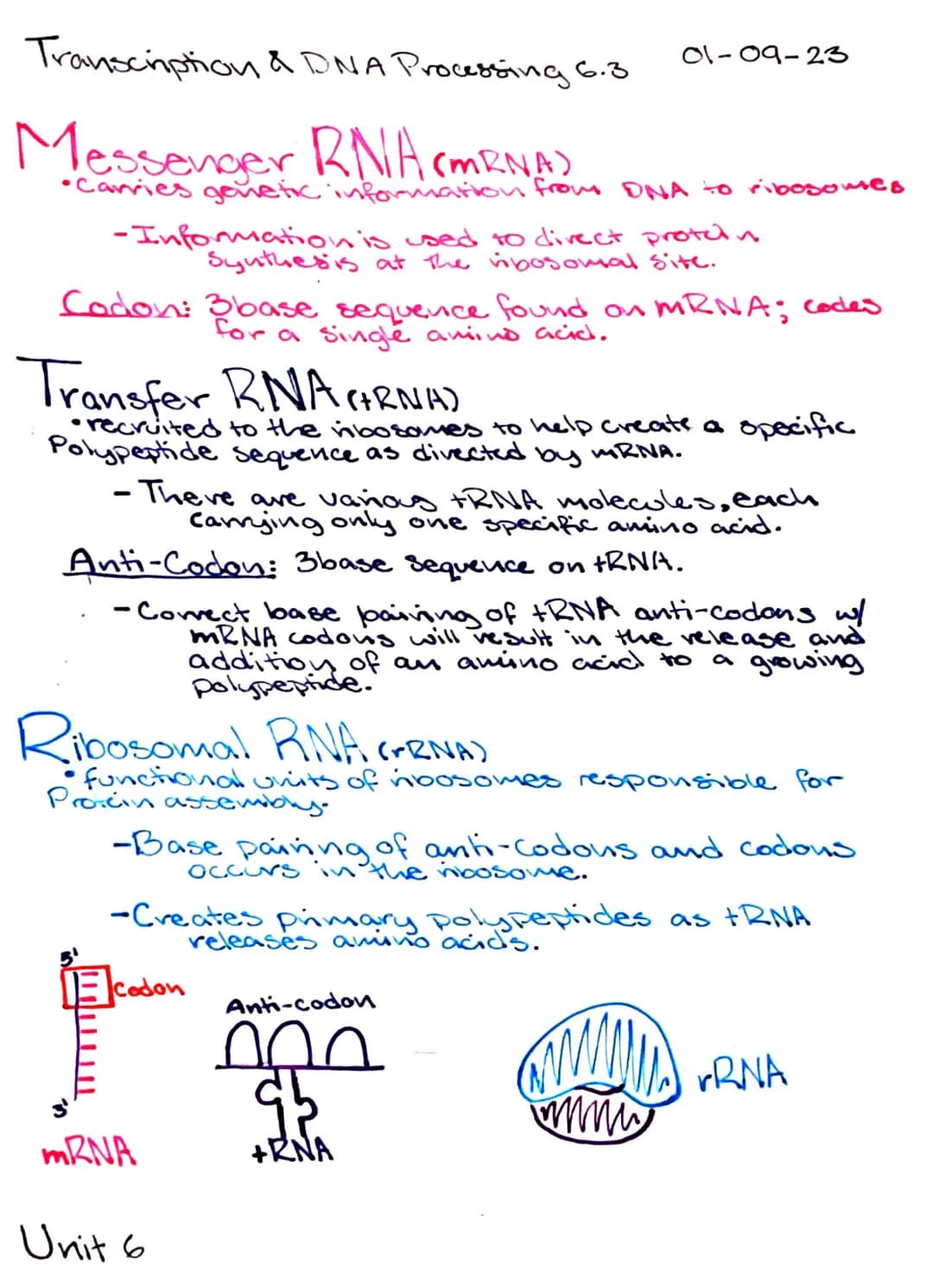 Transcription & DNA Processing 6.3
Central Dogma DNA +RNA Proteins
•Genetic info is stored in DNA molecules
•RNA molecules facilitate protei