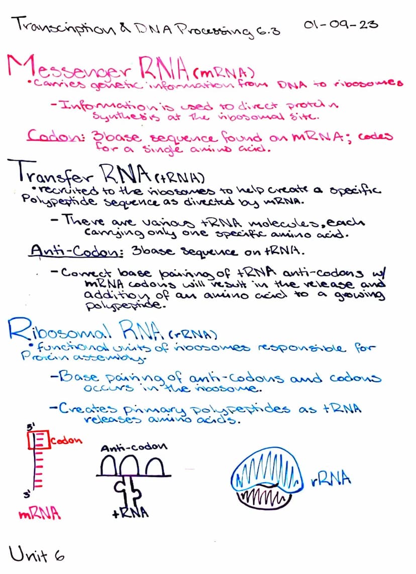 Transcription & DNA Processing 6.3
Central Dogma DNA +RNA Proteins
•Genetic info is stored in DNA molecules
•RNA molecules facilitate protei