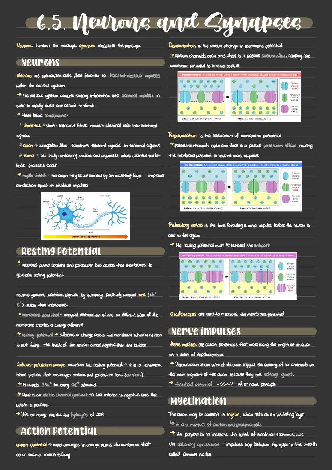 IB Biology - 6.5. Neurons and synapses