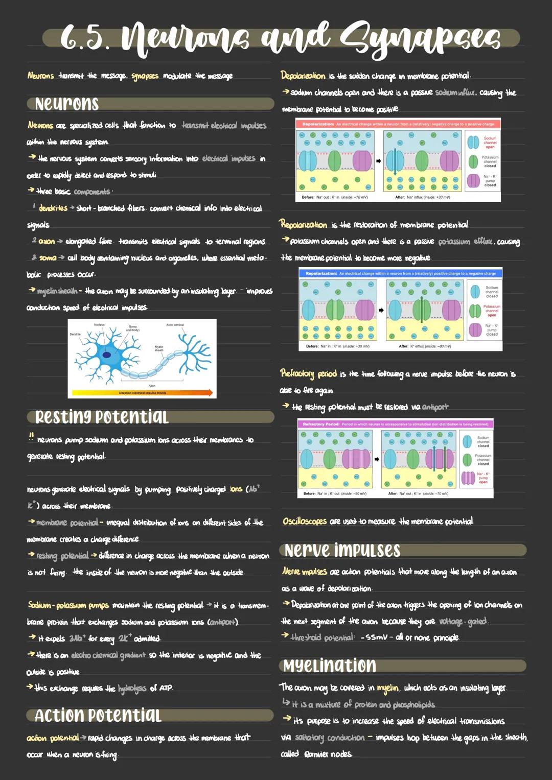 6.5. Neurone and Synapses
Neurons transmit the message, synapses modulate the message.
Depolarization is the sudden change in membrane poten