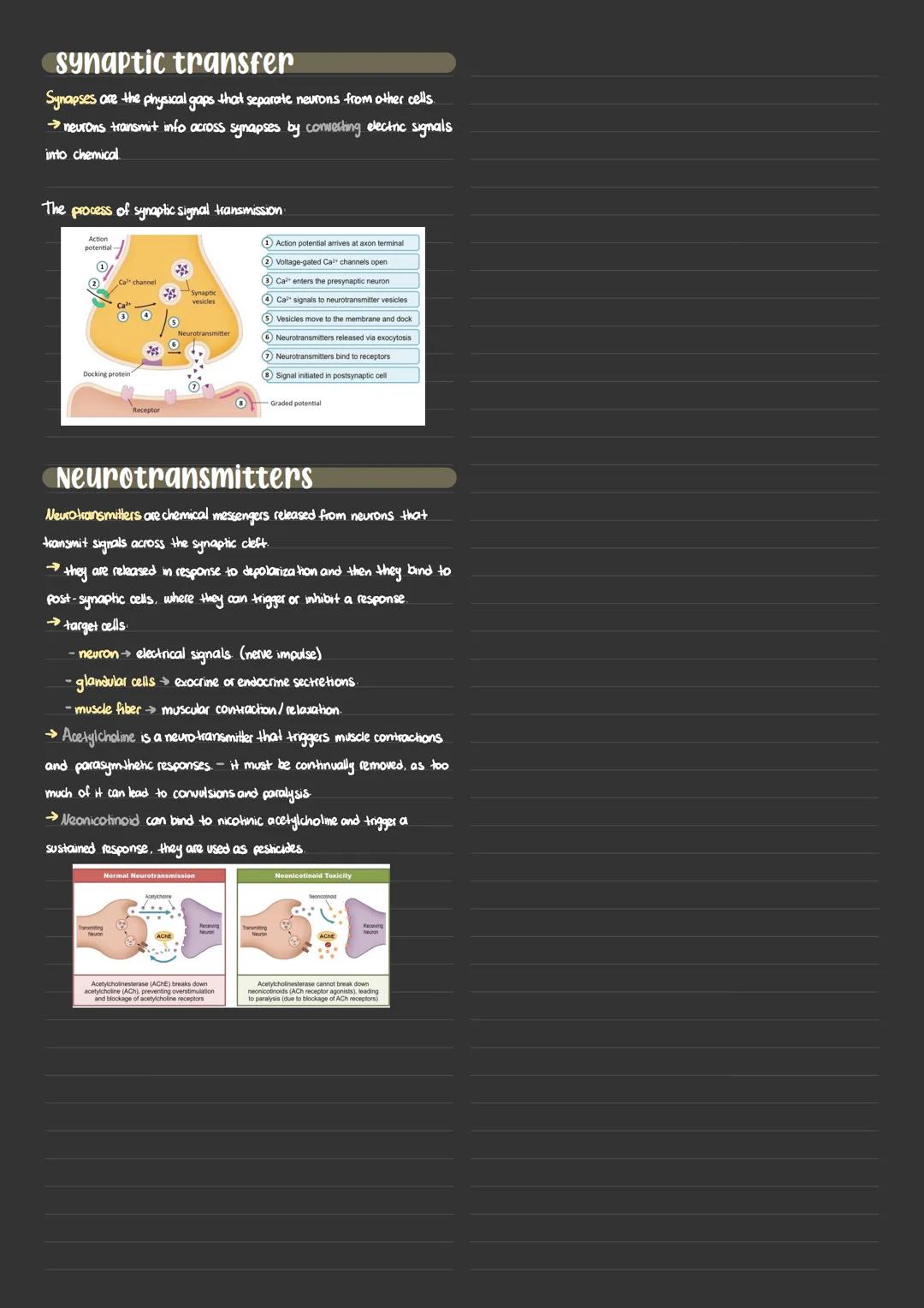 6.5. Neurone and Synapses
Neurons transmit the message, synapses modulate the message.
Depolarization is the sudden change in membrane poten