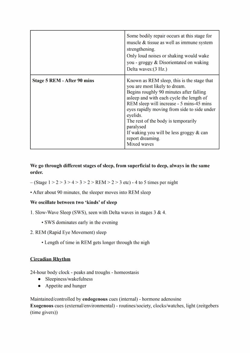 
<h2 id="thefivestagesofsleep">The five stages of sleep:</h2>
<p>While we sleep, our body goes through five stages. The size and speed of el
