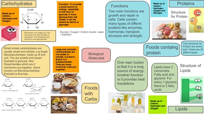 Know IGCSE Edexcel Biology : Biological molecules and Enzymes mind maps thumbnail
