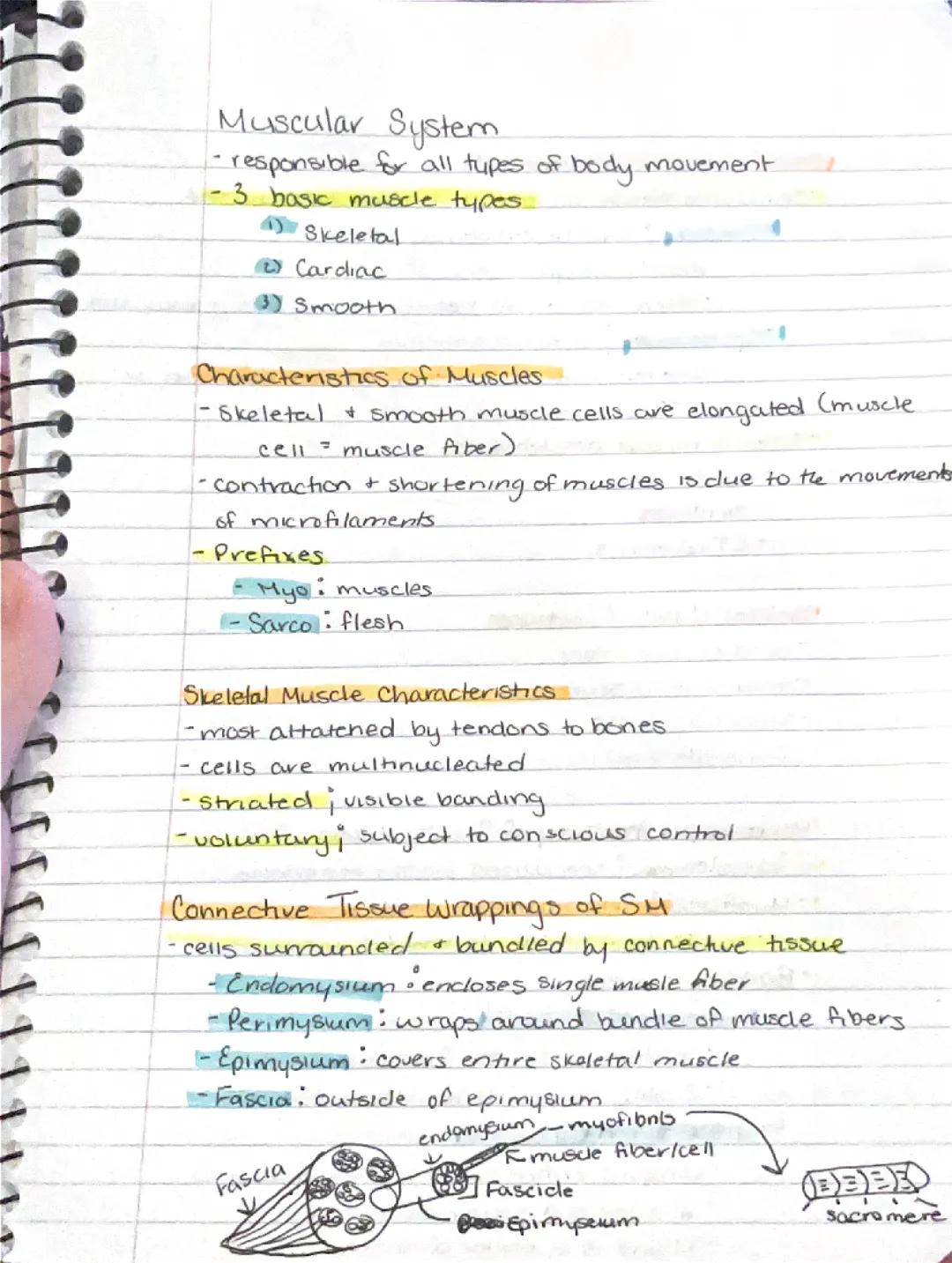 Ch 6 - Muscular System 
