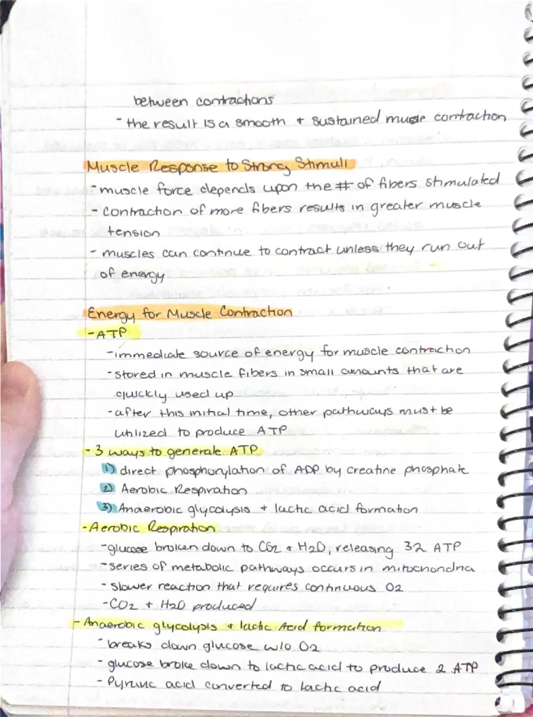 --- OCR Start ---
Muscular System.
-responsible for all types of body movement
- 3 basic muscle types.
Skeletal
Cardiac
3) Smooth
Characteri