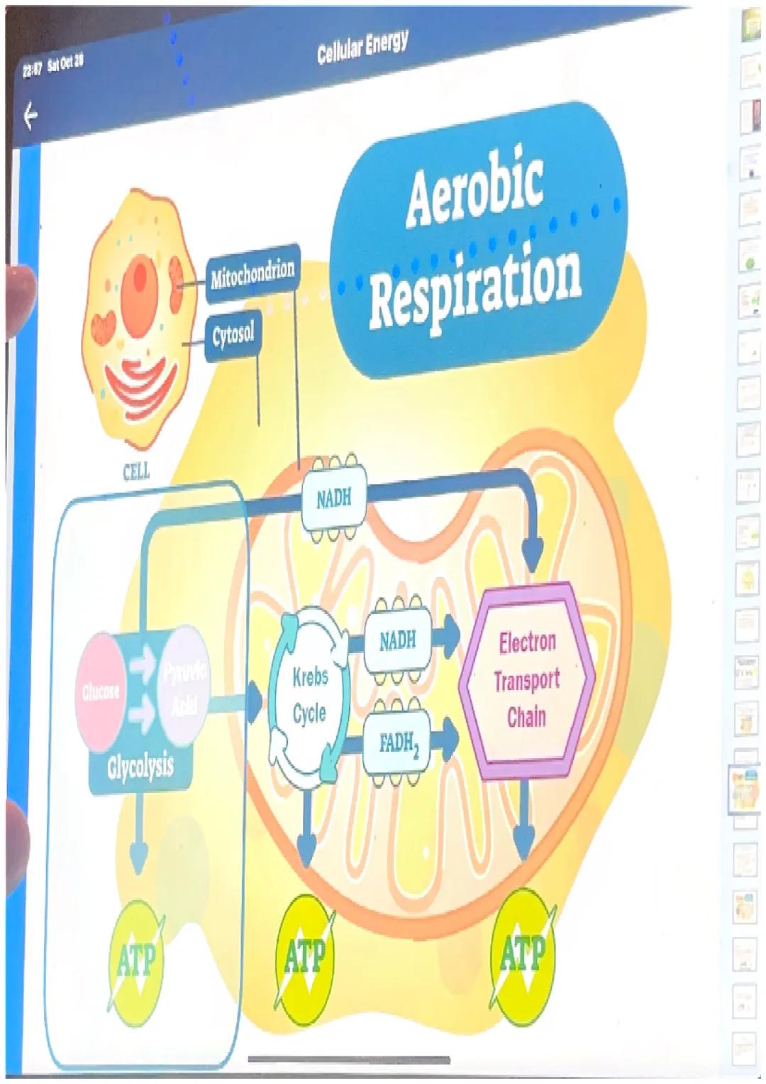 What happens in glycolysis?
In glycolysis, a glucose molecule is
broken into 2 pyruvic acid
molecules.
•2 ATP are produced.
Electrons are pa