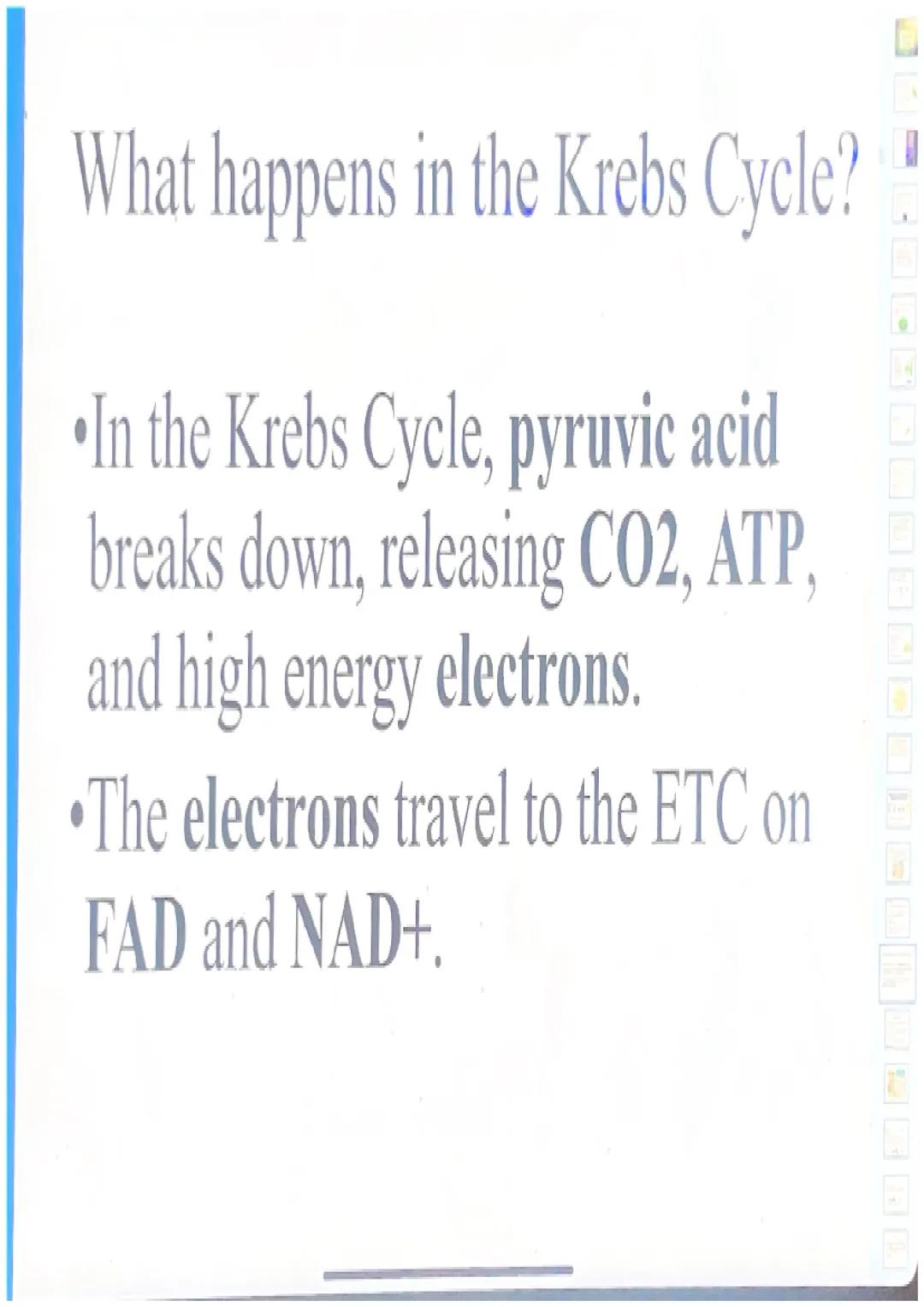 What happens in glycolysis?
In glycolysis, a glucose molecule is
broken into 2 pyruvic acid
molecules.
•2 ATP are produced.
Electrons are pa