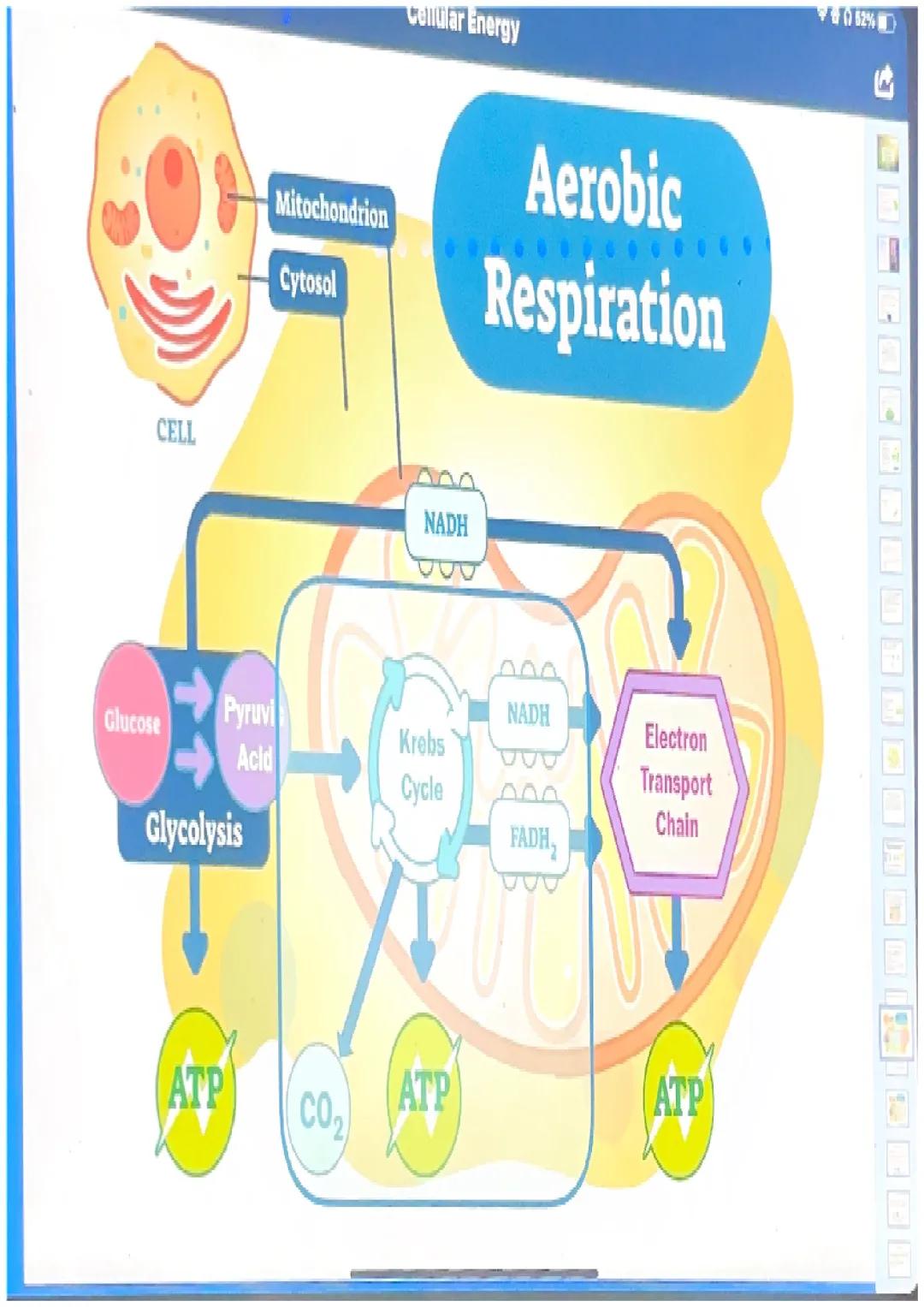 What happens in glycolysis?
In glycolysis, a glucose molecule is
broken into 2 pyruvic acid
molecules.
•2 ATP are produced.
Electrons are pa