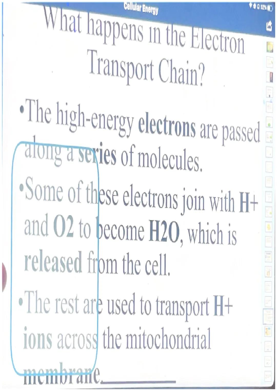 What happens in glycolysis?
In glycolysis, a glucose molecule is
broken into 2 pyruvic acid
molecules.
•2 ATP are produced.
Electrons are pa