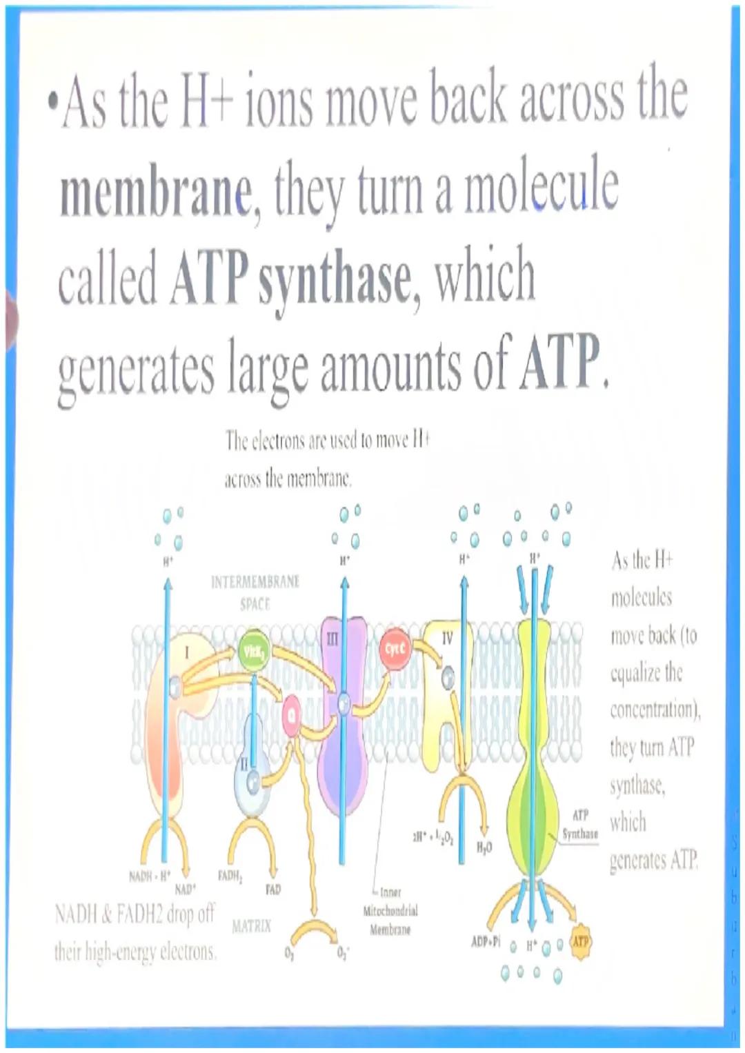 What happens in glycolysis?
In glycolysis, a glucose molecule is
broken into 2 pyruvic acid
molecules.
•2 ATP are produced.
Electrons are pa
