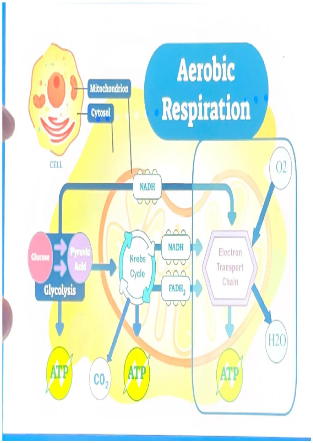 What happens in glycolysis?
In glycolysis, a glucose molecule is
broken into 2 pyruvic acid
molecules.
•2 ATP are produced.
Electrons are pa
