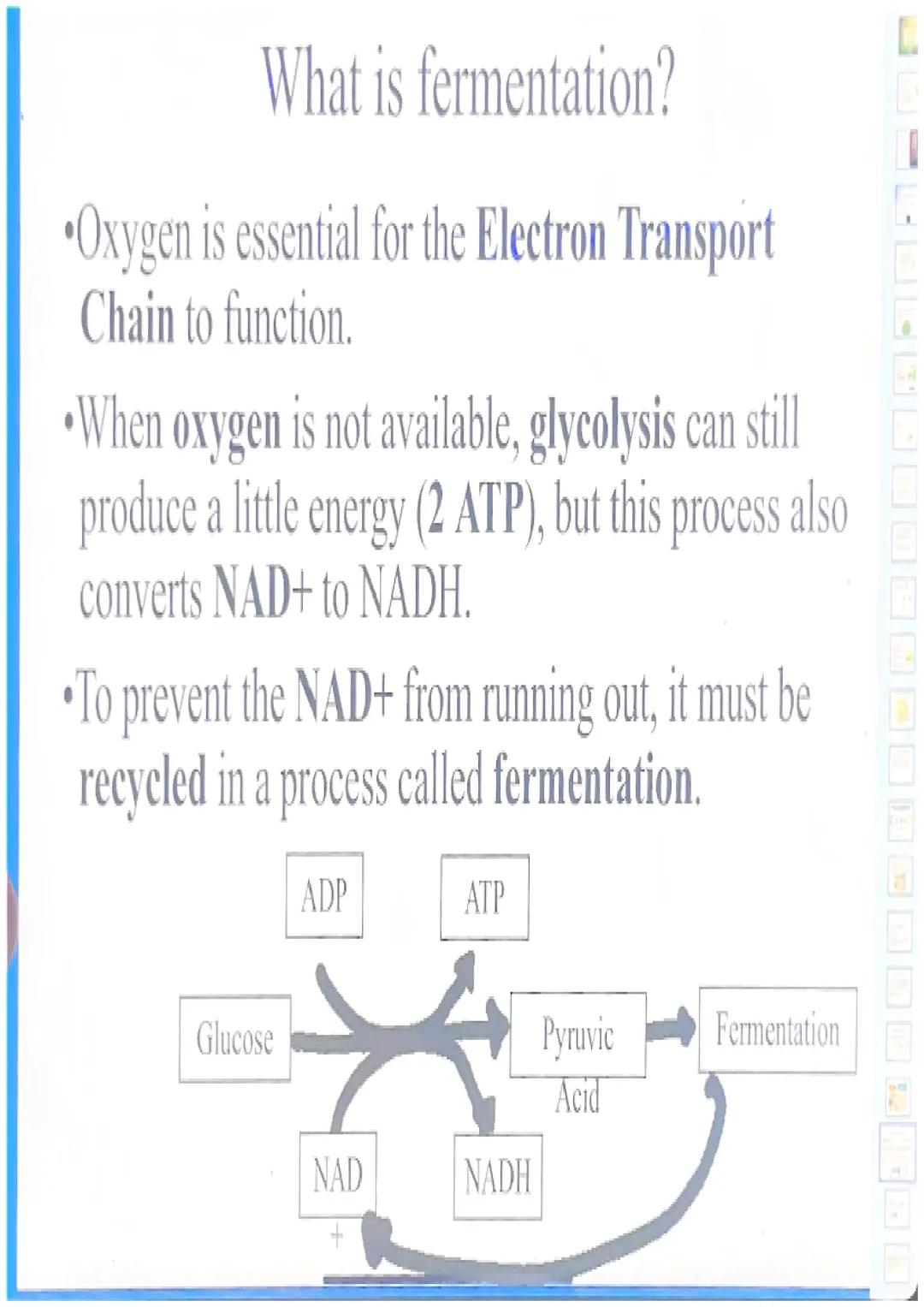 What happens in glycolysis?
In glycolysis, a glucose molecule is
broken into 2 pyruvic acid
molecules.
•2 ATP are produced.
Electrons are pa