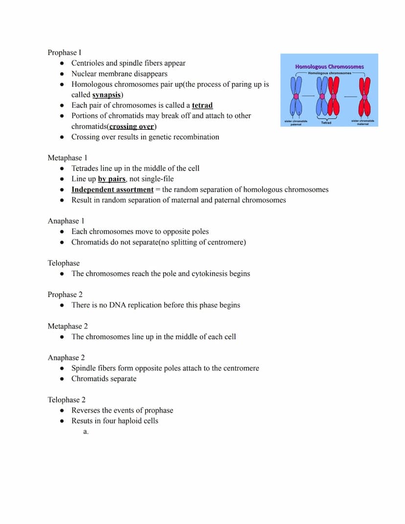 Meiosis
Mitosis vs. Meiosis Side By Side
Mitosis
2
Replication
Parental cell
Cell division
2N daughter cells
46
46
Comparing Mitosis and Mei