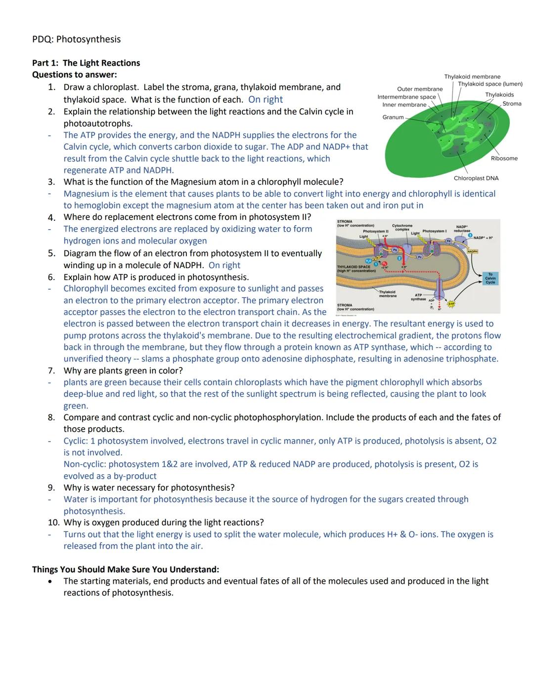 PDQ: Photosynthesis
Part 1: The Light Reactions
Questions to answer:
1. Draw a chloroplast. Label the stroma, grana, thylakoid membrane, and