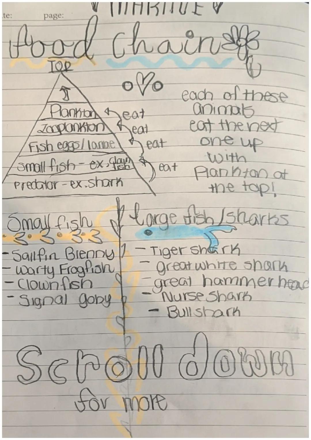 date:
Marine Biology notes
Degrees needed - depending on the type
of marine biologist, you would definately
need a Bacholer's degree in the 