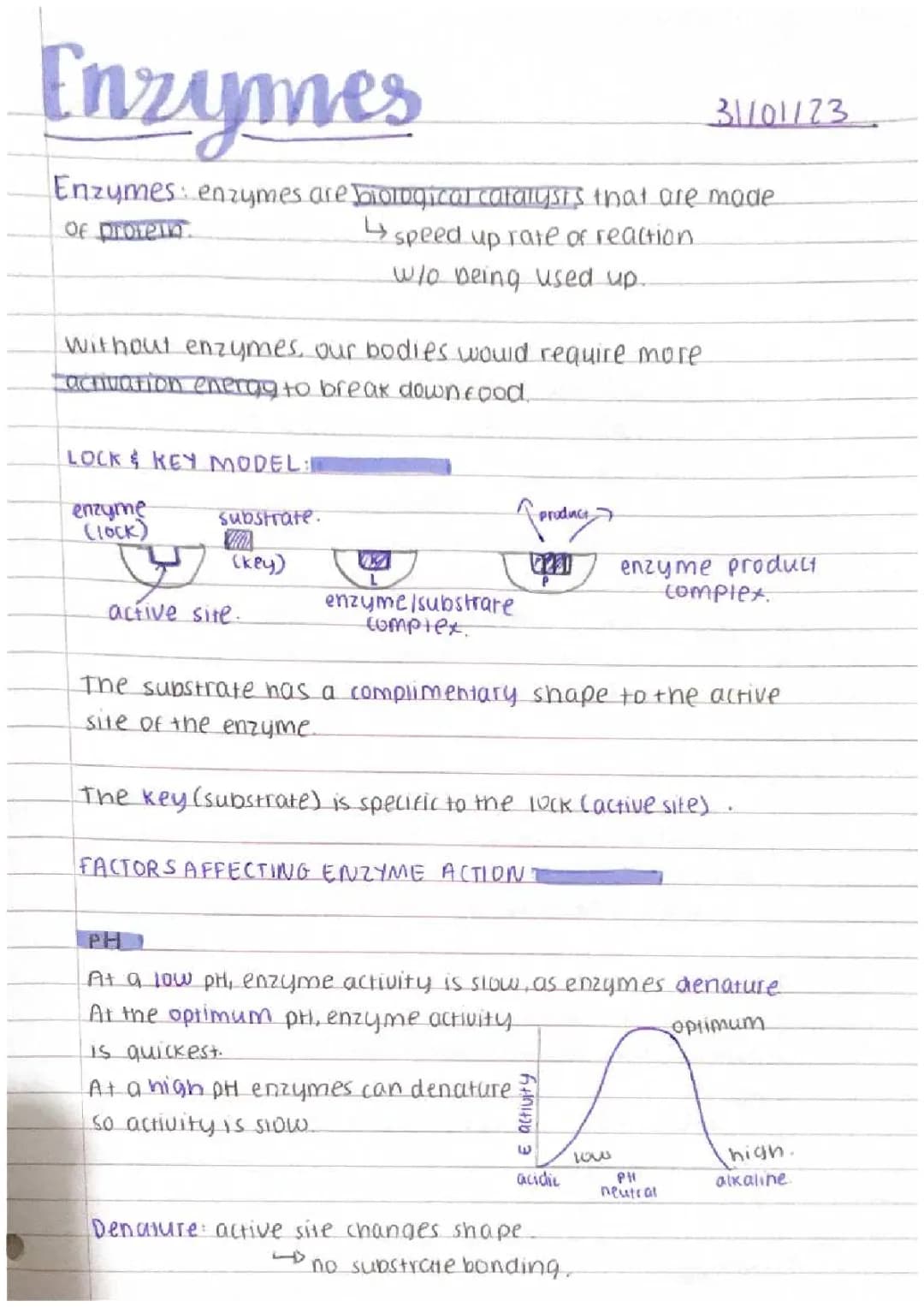 Fun with Enzymes: How pH and Temperature Change Their Activity