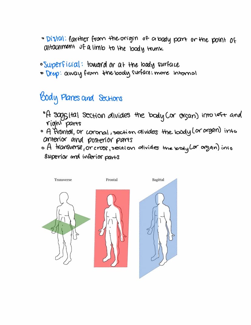 1.2 Human Body & Orientation
Necessary life functions
Basic processes of life. Distinguishes us from non-living
Survival Needs
Needed to sus