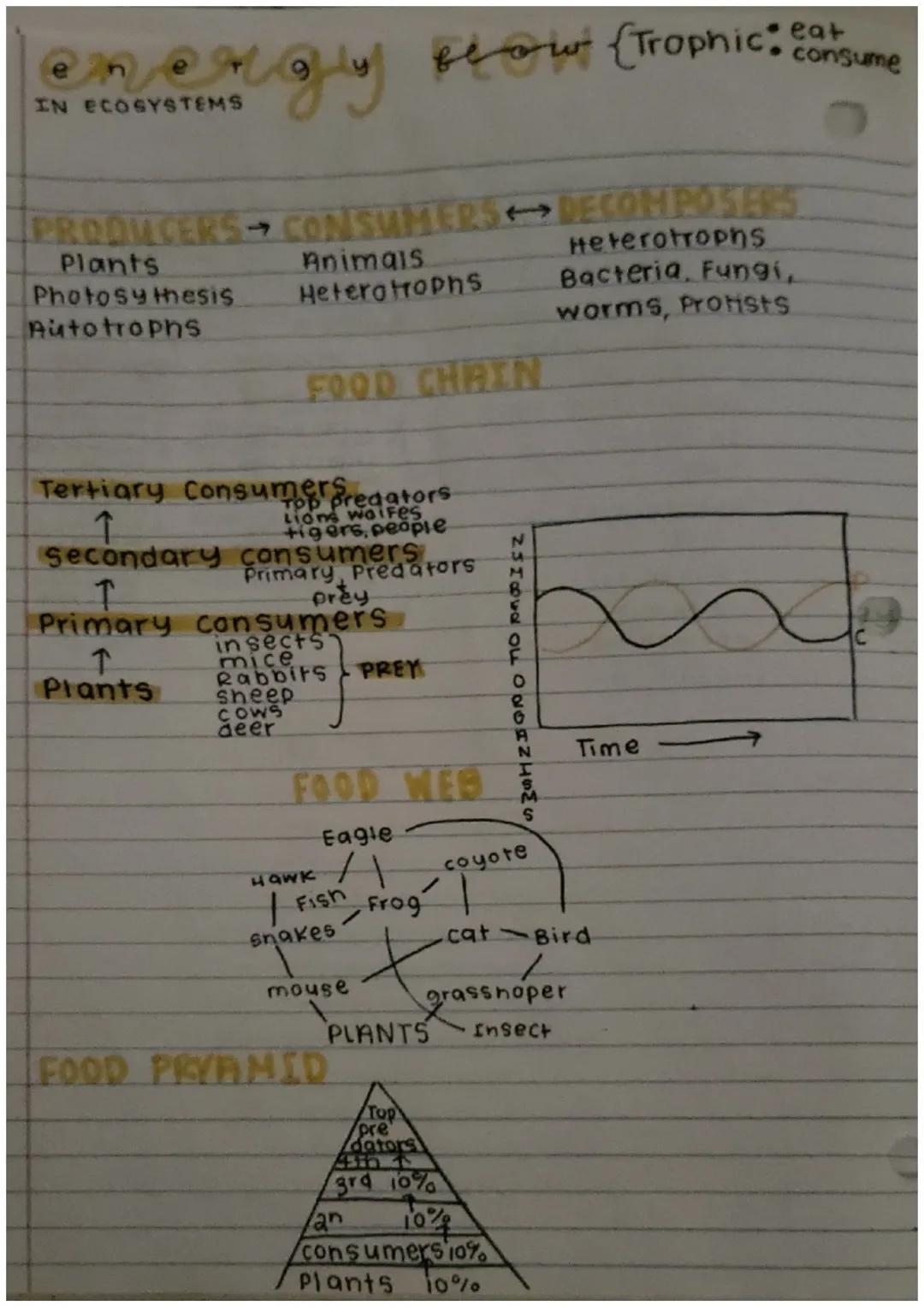 e
e
9
y flow Trophic: Consume
IN ECOSYSTEMS

PRODUCERS CONSUMERS DECOMPOSERS
Plants Animals Heterotrophs
Photosy thesis Heterotrophς Bacteri