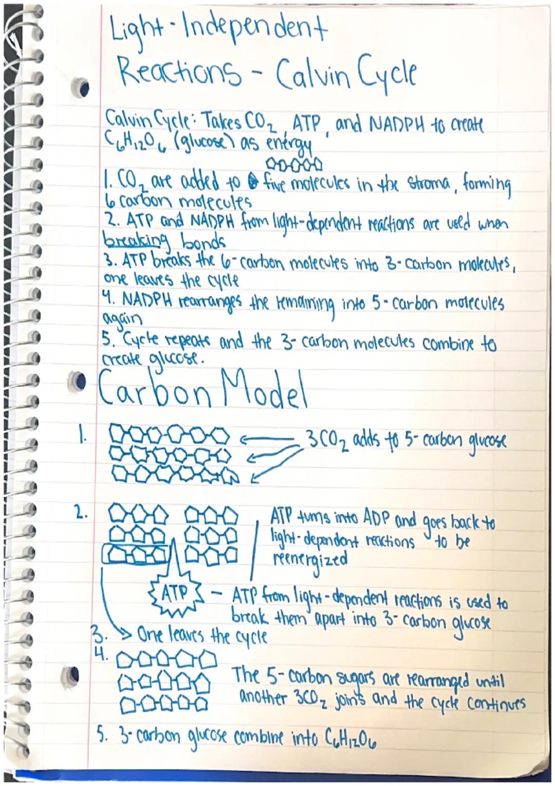 Calvin Cycle Process