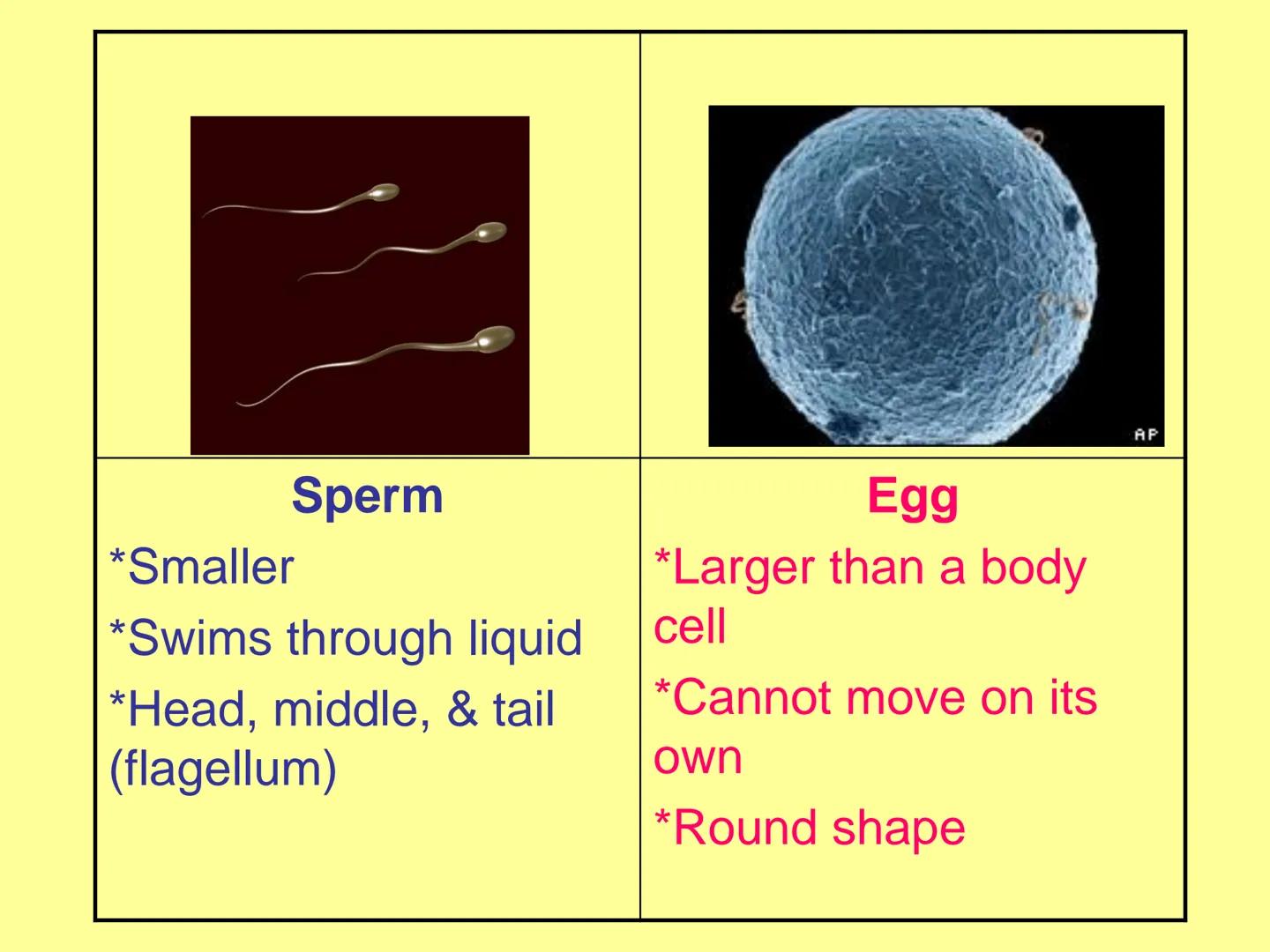 Sexual Reproduction in
Animals
Male
Gamete sperm
Gonad testes
Many sperm cells
- spermatogenesis
Sperm cells are(n)
haploid/monoploid
-
Fema