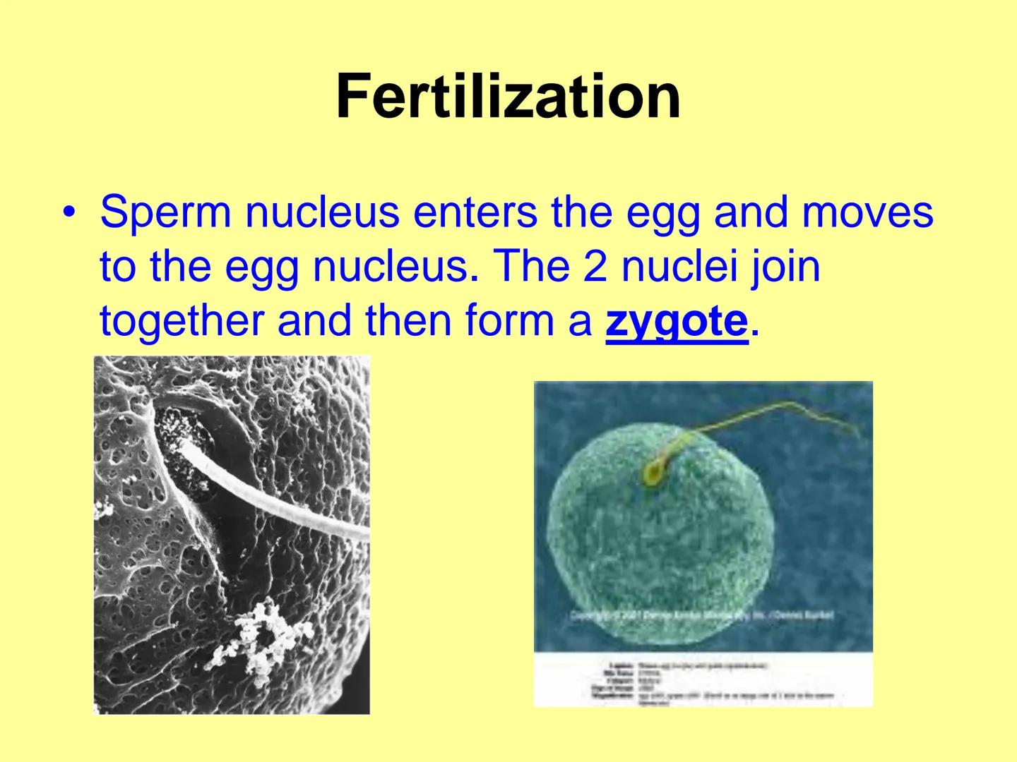 Sexual Reproduction in
Animals
Male
Gamete sperm
Gonad testes
Many sperm cells
- spermatogenesis
Sperm cells are(n)
haploid/monoploid
-
Fema