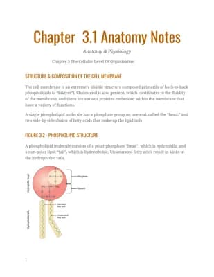 Know Chpt 3.1 Anatomy Notes; Cell Membrane Structure & Composition thumbnail