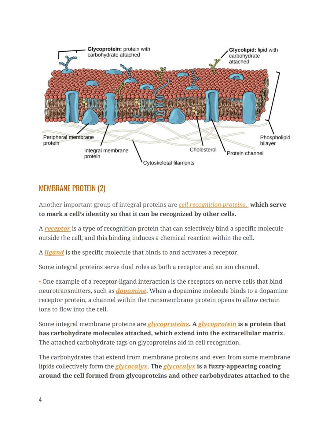 STRUCTURE & COMPOSITION OF THE CELL MEMBRANE
The cell membrane is an extremely pliable structure composed primarily of back-to-back
phosphol