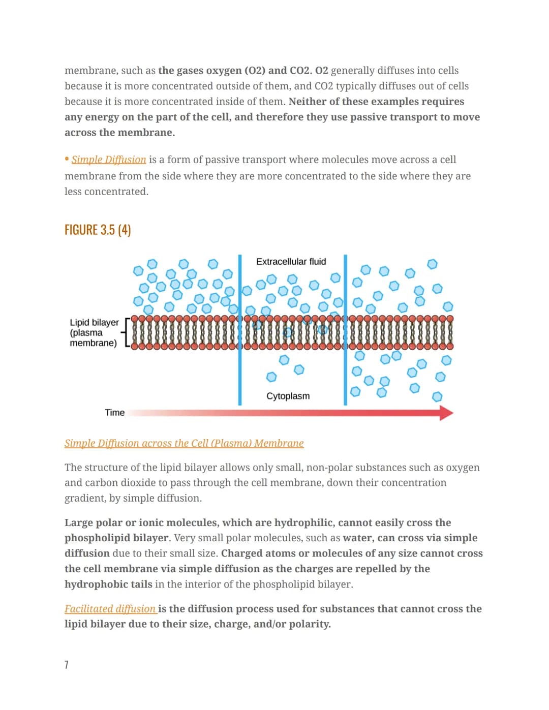 STRUCTURE & COMPOSITION OF THE CELL MEMBRANE
The cell membrane is an extremely pliable structure composed primarily of back-to-back
phosphol