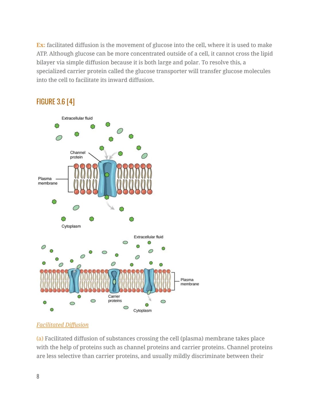 STRUCTURE & COMPOSITION OF THE CELL MEMBRANE
The cell membrane is an extremely pliable structure composed primarily of back-to-back
phosphol