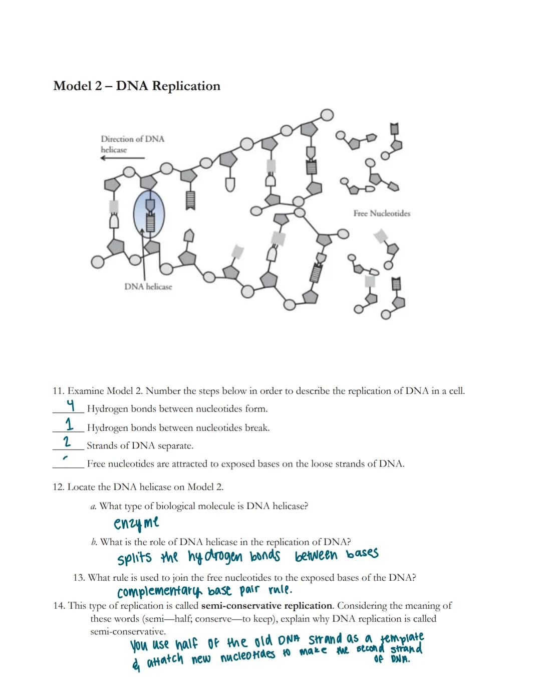 Why?
ONA-polymer
nucleotide-monomer
Deoxyribonucleic acid or DNA is the molecule of heredity. It contains the genetic blueprint for life. Fo