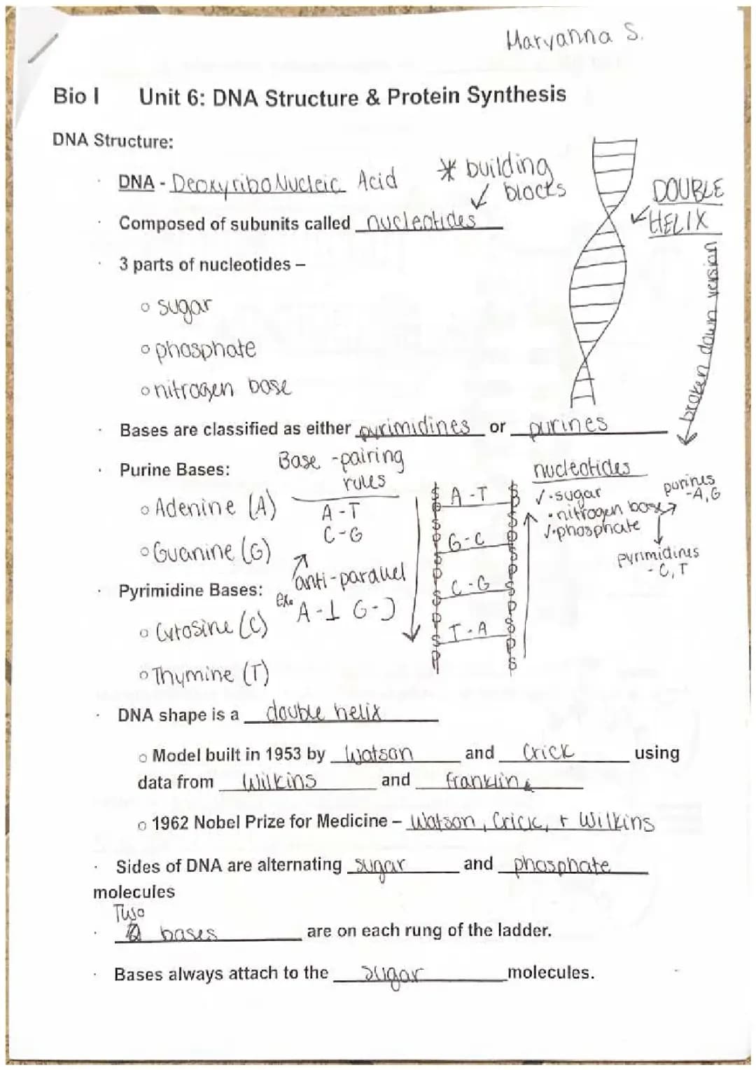 DNA and Protein Synthesis Fun Guide: Steps, Diagrams, and Cool Notes