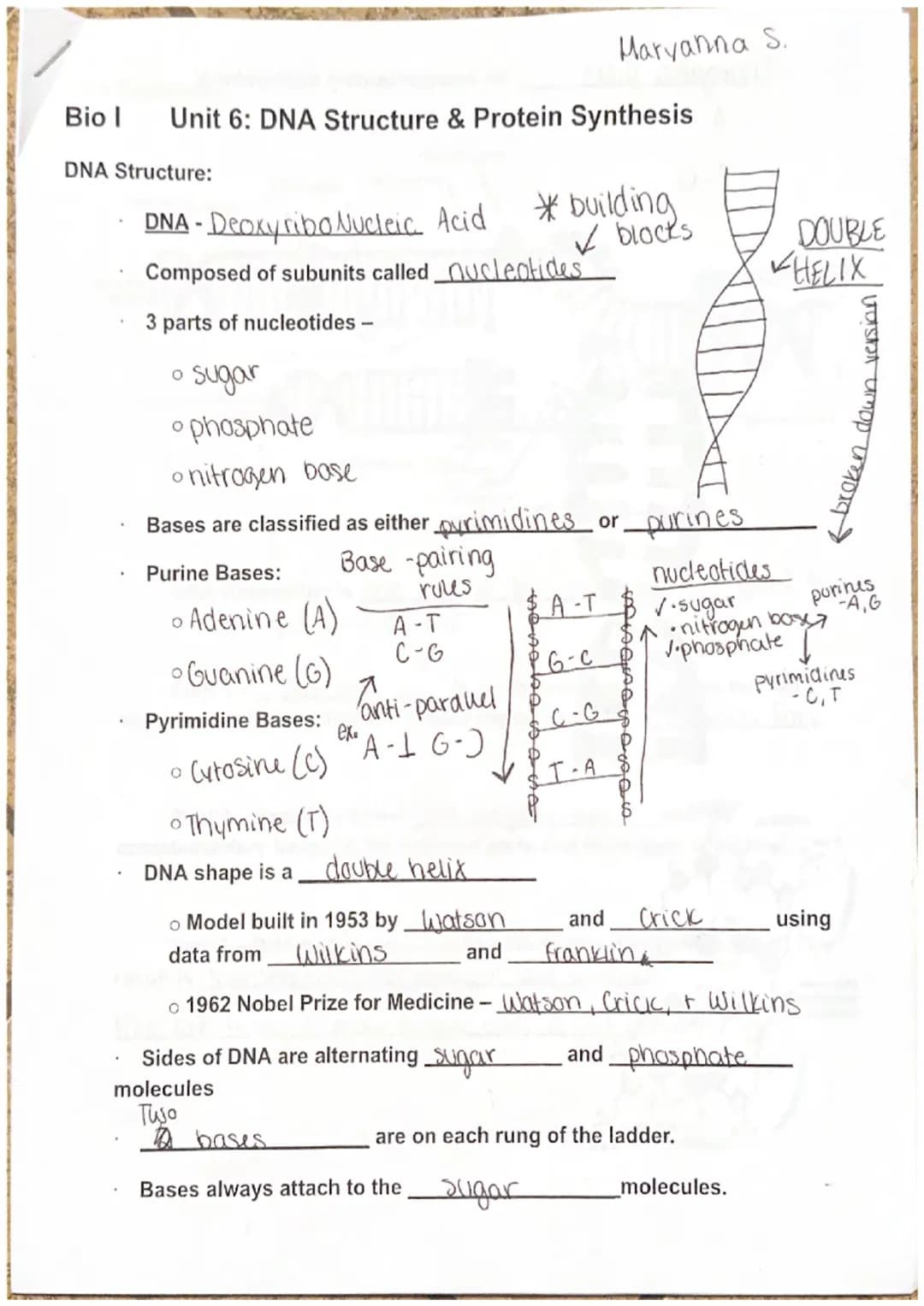 
<p>DNA, also known as Deoxyribo Nucleic Acid, is composed of subunits called nucleotides. There are three parts of nucleotides - purine bas