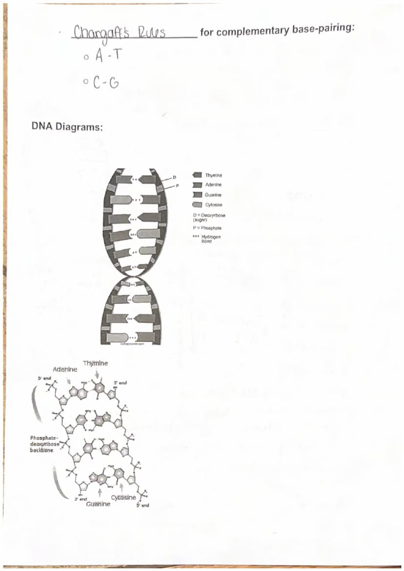 
<p>DNA, also known as Deoxyribo Nucleic Acid, is composed of subunits called nucleotides. There are three parts of nucleotides - purine bas