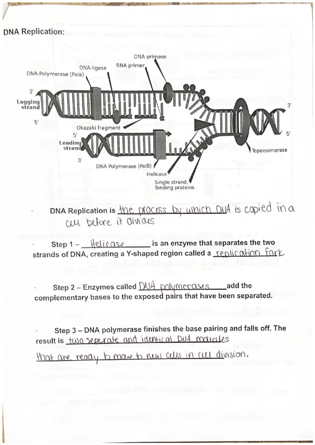 
<p>DNA, also known as Deoxyribo Nucleic Acid, is composed of subunits called nucleotides. There are three parts of nucleotides - purine bas