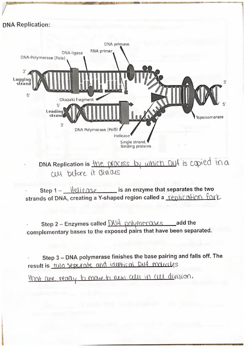 
<p>DNA, also known as Deoxyribo Nucleic Acid, is composed of subunits called nucleotides. There are three parts of nucleotides - purine bas