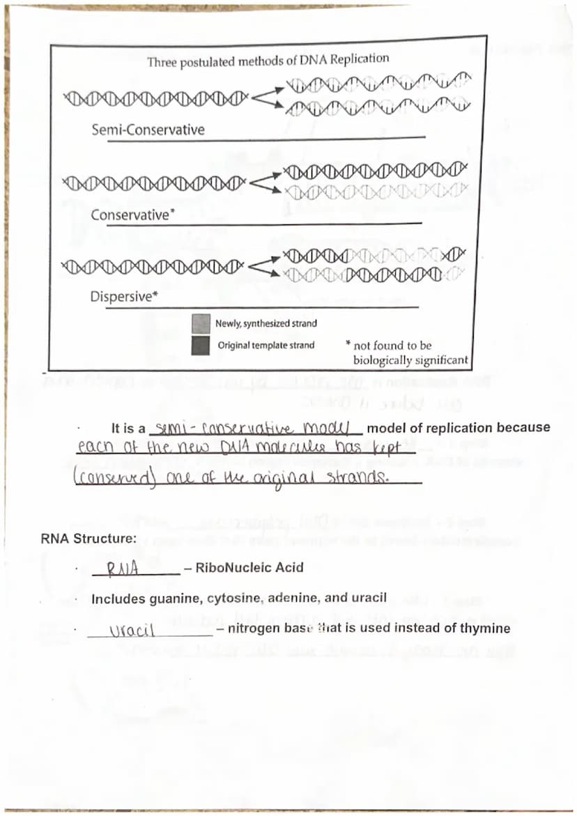 
<p>DNA, also known as Deoxyribo Nucleic Acid, is composed of subunits called nucleotides. There are three parts of nucleotides - purine bas
