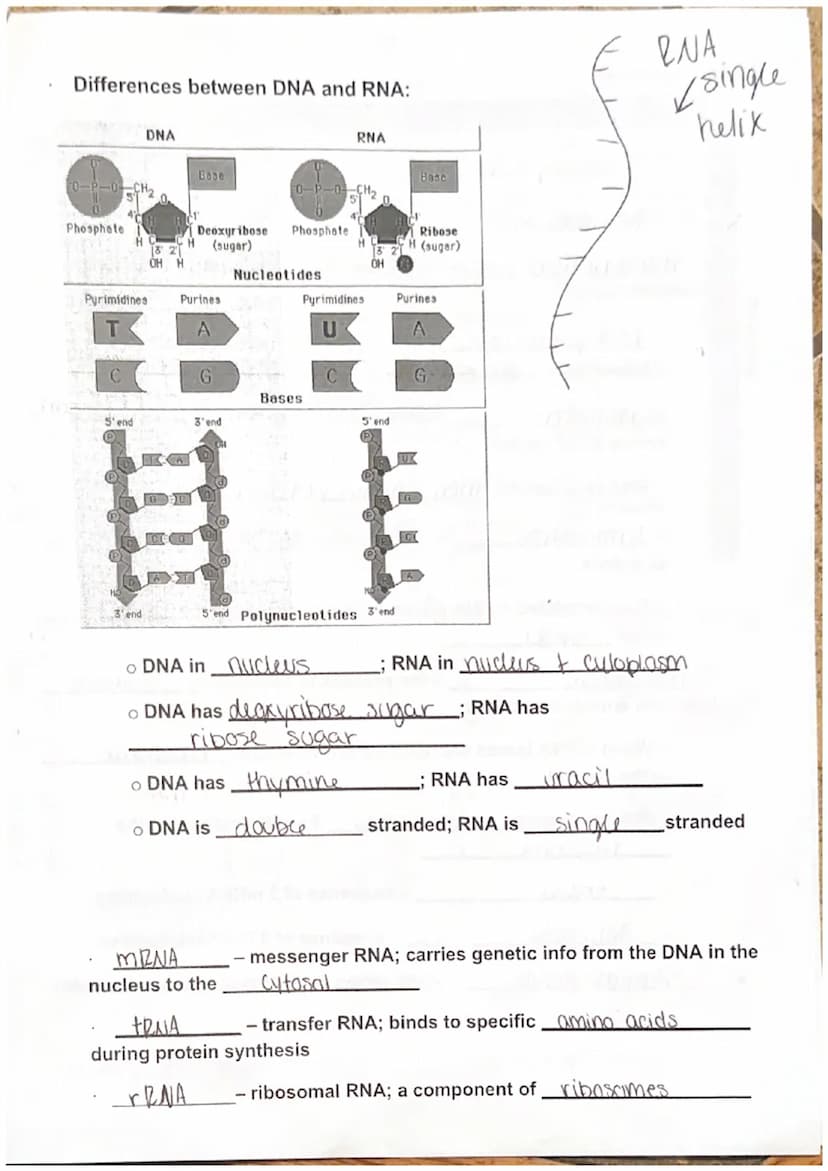 
<p>DNA, also known as Deoxyribo Nucleic Acid, is composed of subunits called nucleotides. There are three parts of nucleotides - purine bas